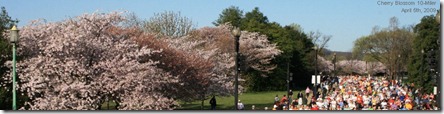 Apr5-CherryBlossomWithText