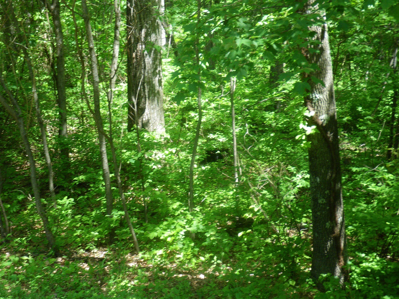 [V0000053[2].jpg]