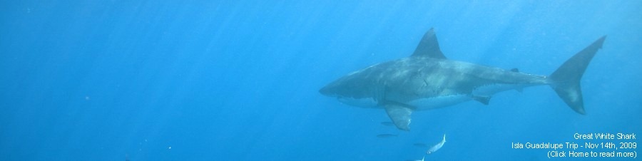 [Nov17IslaGuadalupeSharkWithTextA[2].jpg]