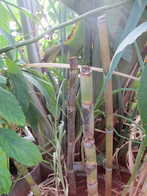 Sugar Cane