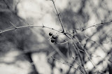 DSC_0831-3.jpg
