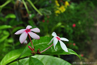 DSC_1003.JPG