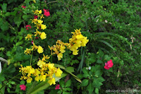 DSC_1019.JPG