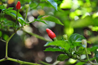 DSC_0046.JPG
