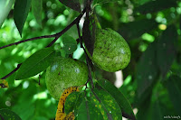 DSC_0149.JPG