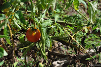 DSC_0334.JPG