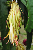 DSC_0163.JPG