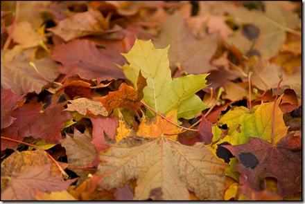 Fallen Leaves || Canon 50D/EF 70-200mm@200mm f/2.8 | 1/400s | f/2.8 | ISO200