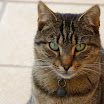 Poes