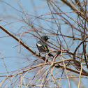 Yellow Rumped Warbler (Audubon)