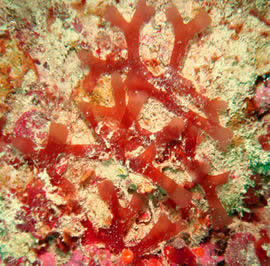 alga roja