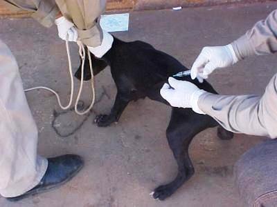 [Vacinação contra raiva animal[4].jpg]