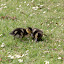Ducklings Ducklings