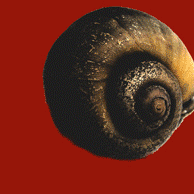 [snailan[5][2].gif]