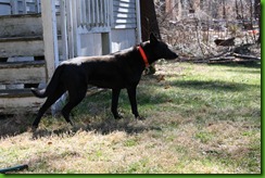 Mulligan black dog
