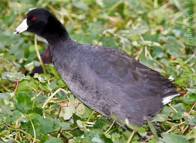 IMAGE: http://lh4.ggpht.com/_WsLuAe3fKfg/TTDh8VAeT1I/AAAAAAAASKw/RT5gNmggv-I/s640/IMG_8372.jpg