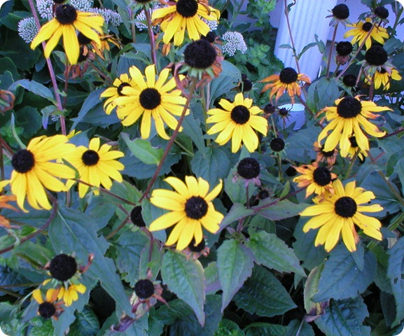 Black-eyed Susans