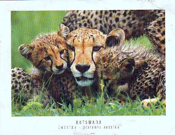[Cheetah, Botswana[9].jpg]