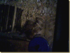 Photo-0131
