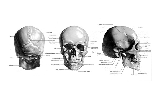 skull sheet120mm