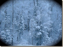 snow on trees