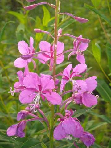 [fireweed4.jpg]