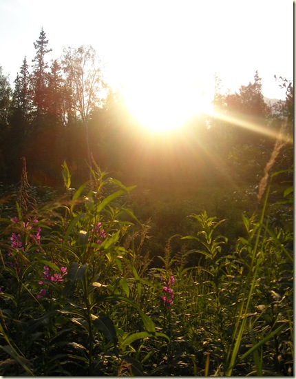 sunandfireweed