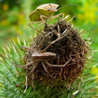 Stinkbug, Wolf Spider