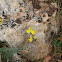 Coadflax