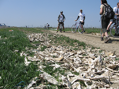 poze let's bike it romania editie