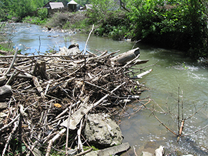 ecologizare piatra craiului 2009