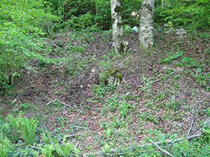 ecologizare piatra craiului 2009