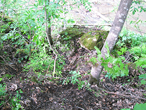 ecologizare piatra craiului 2009