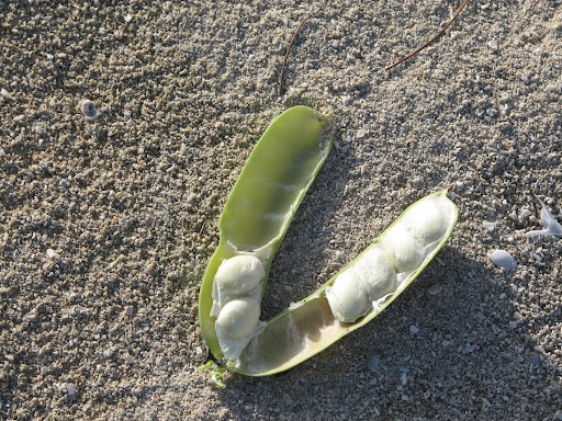 seedpod of horse thistle