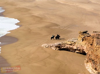 horses