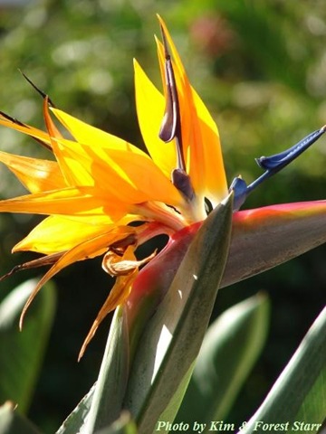 [strelitzia reginae starr[1].jpg]