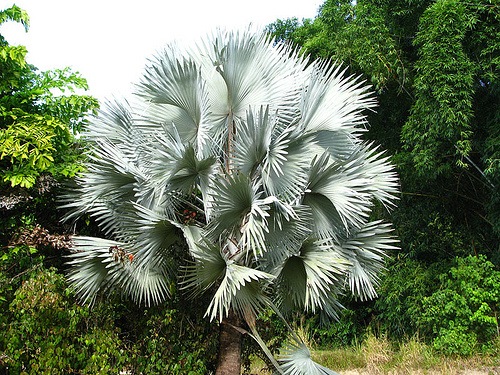 [bismarckia nobilis[3].jpg]