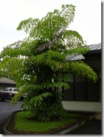 caryota mitis kim forest caryota mitis kim forest
