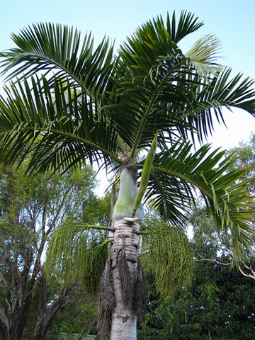 [hyophorbe verschaffeltii.jpg]