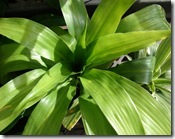 Dracaena hookeriana Dracaena hookeriana