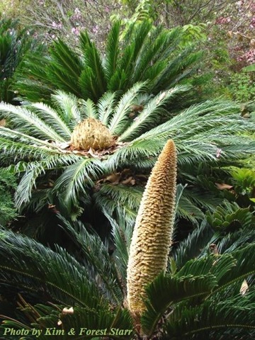 [cycas revoluta male and female flower[1].jpg]