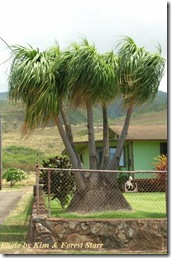 beaucarnea recurvata beaucarnea recurvata