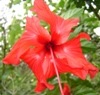 [Hibiscus Red 'Ruffled Rosee' (2)[4].jpg]