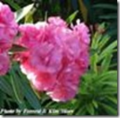 Nerium oleander splendens double pink Nerium oleander splendens double pink