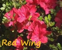 [Azalea Red Wing.jpg]