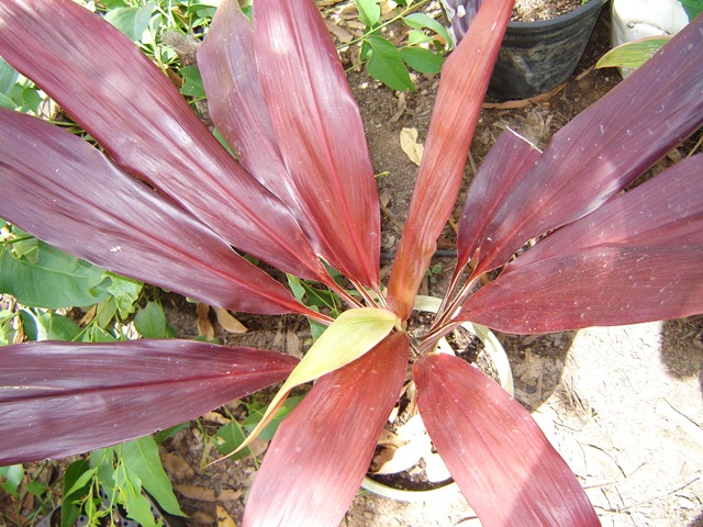[cordyline nigra 002[2].jpg]