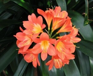 [clivia miniata 2.jpg]