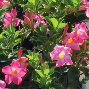 [dipladenia pink petite[2].jpg]