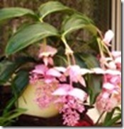 Medinilla magnifica in pot Medinilla magnifica in pot
