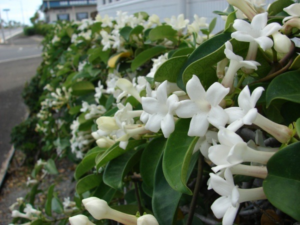 [stephanotis floribunda starr.jpg]